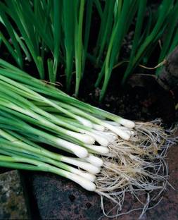 Mozette Organic bunching onion Seed