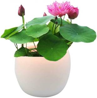 CRGO ™ VXI-233 Bonsai Lotus Seeds, Water Lily Flower Plant Seed