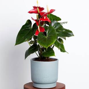 Khushi Prova anthurium flower seeds Seed