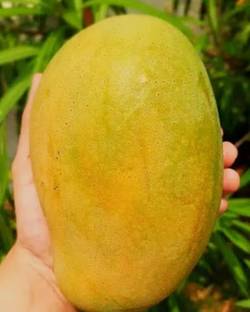 SHYAM Sweet & Delicious food Mallika mangoTree Grafted Seed