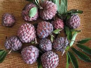 SM Exports Red Sugar Apple / Custard Apple (Sitaphal) Tree Plant seeds (10 seeds per pack). Seed