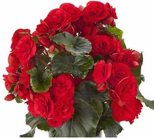 VibeX LXI-90 - Begonia Beautiful Multi-Colour Flowers - (90 Seeds) Seed