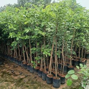 naturehils Red Sandalwood Seeds, Lal Chandan Organic Hybird Seed