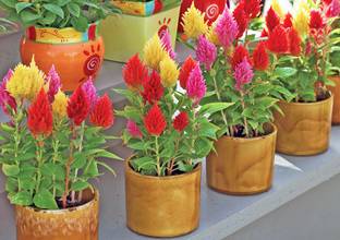 ZIXA CELOSIA FLOWERS SEEDS Seed