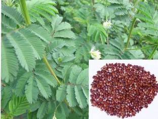 HAMPHU HYBRIDE DASHRATH/MILLET GRASS SEEDS 500G Seed