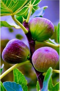 seedx Hybrid Fig, Anjeer Plant seeds, Ficus carica, Anjeer Seed
