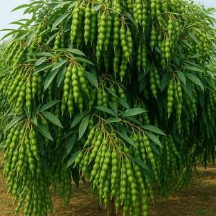 HYBRID 1kg arahar /toor dal seeds Highest yield variety Seed