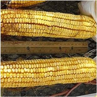 CYBEXIS GUA-32 - Yellow Dent Open Pollinated Corn - (250 Seeds) Seed