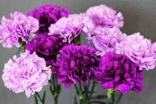CEZIUS Carnation Flower Seeds - Purple Queen Seed
