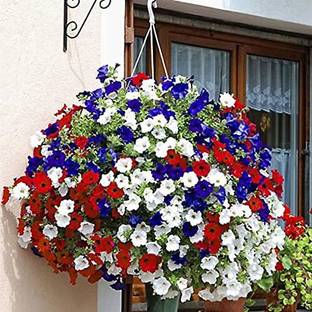 Lorvox Petunia Mix Seed