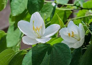 Kapebonavista Bauhinia racemosa Bidi Leaf Tree live plant Seed