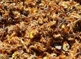 shrikavi Tesu Ke Phool Palash Flower For Holi Color and Palash Herbs Dhak Phool Seed