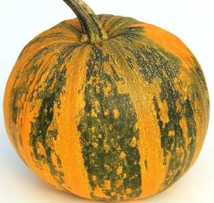 ErTh Styrian Pumpkin Seed
