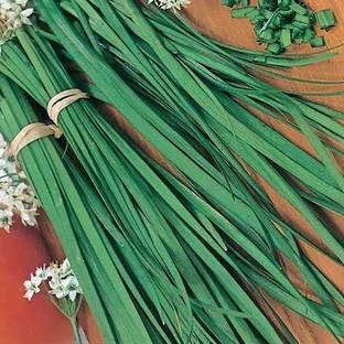 CYBEXIS PAU-96 - Chinese Chive Leek - (250 Seeds) Seed