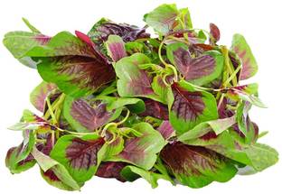 URRO Green Amaranth ( Totakura ) Seed