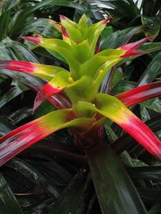 NooElec Seeds India All Seasons Squarrosa Bromeliad Air Plant Seed