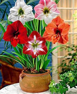 Cloud Farm Lily Plant Seed