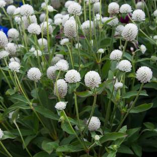 STARKC Makhmali-Vadamalli Gomphrena Globosa Seed