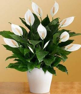 DIVINE ™UY-ShopCaart Peace Lily Flower Healthy Live Plant, Pack of 1-LL-37 Seed