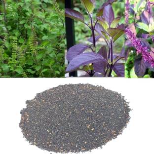 AA ENTERPRISES Holi Tulasi Seeds Seed