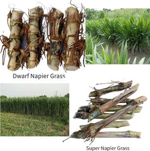 N.G.M. AGROCARE Dwarf Napier/Indonesian Napier & Super Napier, Each 10 Total 20 Grass Stick Seed