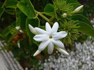 Kapebonavista Navamallika Shrubby Jasmine Nabamallika Nuvamullika plant Seed