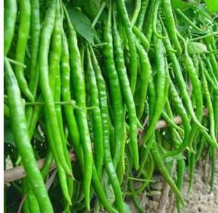 Mirch Best quality F1 hybrid chilli vegetable seeds 10g pouch, highest yield Verity Seed