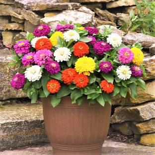 Gromax India Zinnia Multicolor Flower Seeds Best For Home Gardening Seed