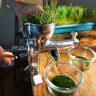 CYBEXIS GBPUT-10 - Wheat Cat Grass - (7500 Seeds) Seed