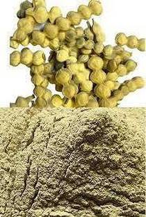 VINAYAK HERBALS BABUL POWDER, thorn mimosa, Egyptian acacia, Babul (Acacia nilotica) Seed