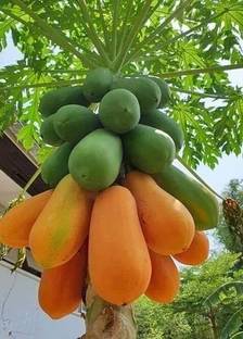 Arshiayat Hybrid Taiwan Red Lady Papaya Seeds For Home Garden 100% Germination Seed