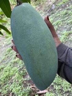 HYBRID Mango fruit seeds highest yield Verity and big fruit size 1pc seed Seed
