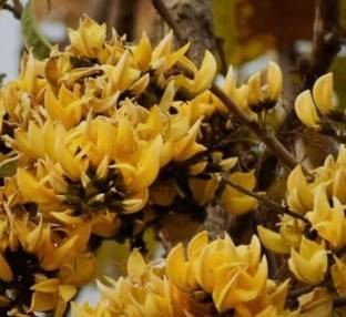 SHYAM Beautiful red palash flower butea flower tree for home garden live flower Seed