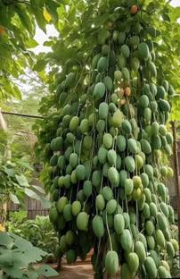 Aam ka beej Mango seed highest yield Verity very testy fruit 1 pc seed Seed