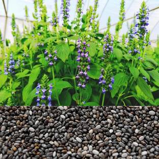 eKisanzone Chia Seeds for Cultivation- 20gm, Chia Beej for Sowing-20gm, Chia for Terrace Garden Seed