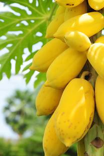 BISWAS Sweet Yellow Papaya Seed