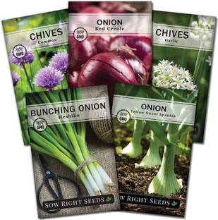 CYBEXIS XL-97 - Multicolor Onion Mix - (1500 Seeds) Seed