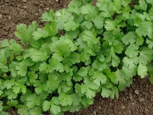 VibeX GBPUT-44 - Slow Bolting Cilantro - (250 Seeds) Seed