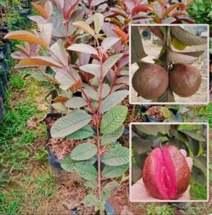 SHYAM 1Healthy Testy Black Guava FruitTree Plant Seed