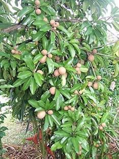 MAA Chikoo, Sapota, Chiku Seed