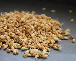 Biosnyg HULLESS BARLEY [500 Seeds] Seed