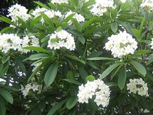 Kapebonavista Plumeria alba is a species of the genus Plumeria. Seed