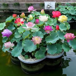 GREENSEA Lotus, Kamal Seed