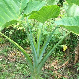 SREE Taro Root,Kachu Seed