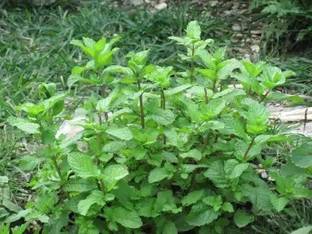 MAA Mint, Pudina Seed