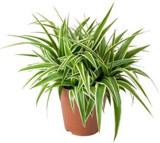 Kapebonavista Chlorophytum Comosum Spider Beautiful Plants Air Purifier Garden Plant Seed