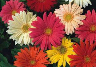 CYBEXIS Gerbera Jamesonii Hybrids Mix - Barberton/Transvaal Daisy - Perennial Seed