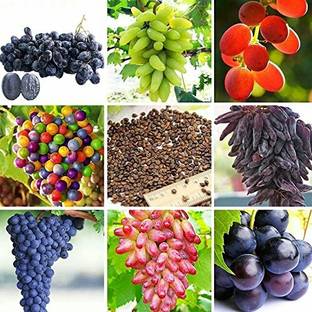 Aywal Grapes Fruit, Black Grapes Seed