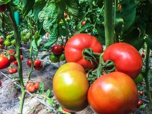 Prigobuy tomato Seed