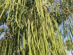 RSLT Organic Drumstick/Sehjan,Moringa Oleifera Seed
